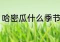 哈密瓜什么季节吃 哈密瓜什么时候吃