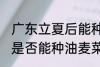 广东立夏后能种油麦菜吗 广东立夏后是否能种油麦菜