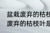 盆栽废弃的枯枝叶属于什么垃圾 盆栽废弃的枯枝叶是什么垃圾