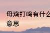 母鸡打鸣有什么坏兆头 母鸡打鸣什么意思