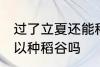 过了立夏还能种稻谷吗 过了立夏还可以种稻谷吗