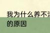 我为什么养不活杜鹃花 养不活杜鹃花的原因
