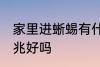 家里进蜥蜴有什么预兆 家里进蜥蜴预兆好吗