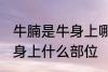 牛腩是牛身上哪个部位的肉 牛腩是牛身上什么部位