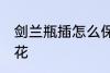 剑兰瓶插怎么保鲜 如何瓶插剑兰鲜切花