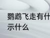 鹦鹉飞走有什么兆头 鹦鹉飞走有了预示什么
