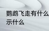 鹦鹉飞走有什么兆头 鹦鹉飞走有了预示什么