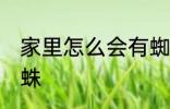家里怎么会有蜘蛛 家里为什么会有蜘蛛