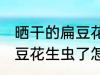 晒干的扁豆花生虫了怎么办 晒干的扁豆花生虫了怎样做