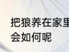 把狼养在家里会怎么样 把狼养在家里会如何呢
