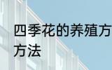 四季花的养殖方法扦插 扦插四季花的方法