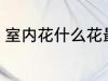 室内花什么花最好养活 耐活的花介绍