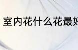 室内花什么花最好养活 耐活的花介绍