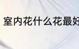 室内花什么花最好养活 耐活的花介绍