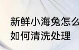 新鲜小海兔怎么清洗处理 新鲜小海兔如何清洗处理
