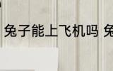 兔子能上飞机吗 兔子可以带上飞机吗