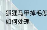 狐狸马甲掉毛怎么处理 狐狸马甲掉毛如何处理