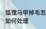 狐狸马甲掉毛怎么处理 狐狸马甲掉毛如何处理