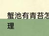 蟹池有青苔怎么办 蟹池有青苔怎么处理