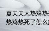 夏天天太热鸡热死了怎么办 夏天天太热鸡热死了怎么解决