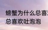 螃蟹为什么总喜欢吐泡泡 为什么螃蟹总喜欢吐泡泡